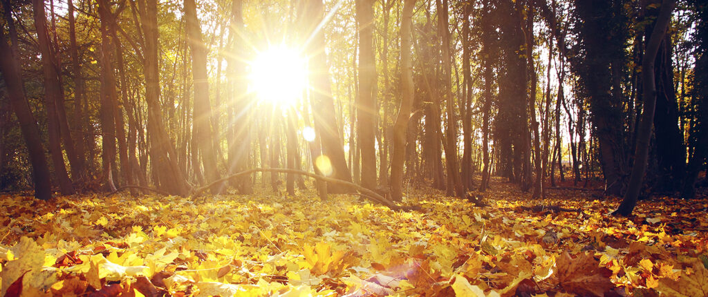 Sonne strahlt zwischen Bäumen hindurch