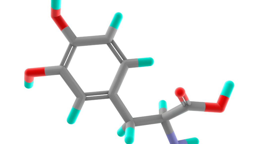 Ein molekulares Modell des Parkinson-Medikaments L-Dopa, des Goldstandards in der Behandlung der Parkinson-Krankheit.